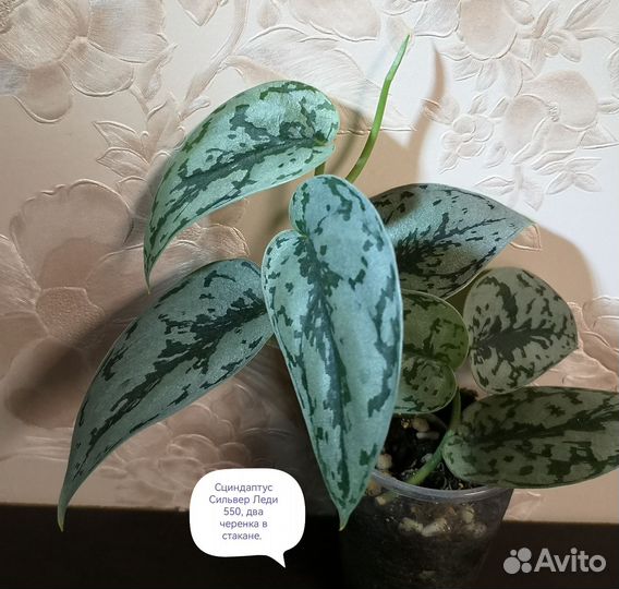 Сингониумы, филодендроны и др
