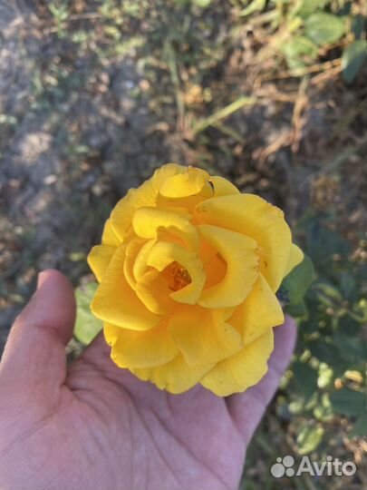 Саженцы роз