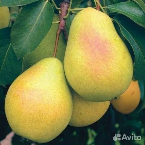 Саженцы груши