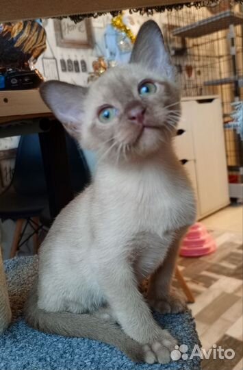 Шоколадный мальчик