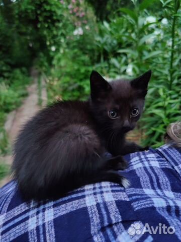 Черный котенок объявление продам