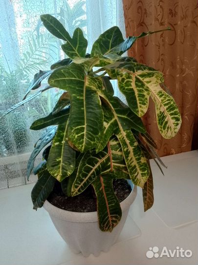 Кодиеум пёстрый кротон