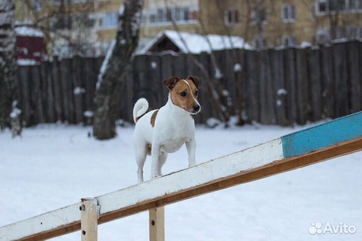 Джек Рассел терьер вязка