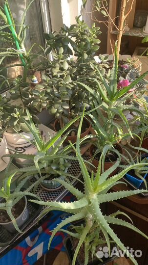 Комнатные цветы