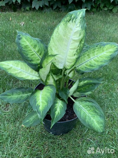 Диффенбахия