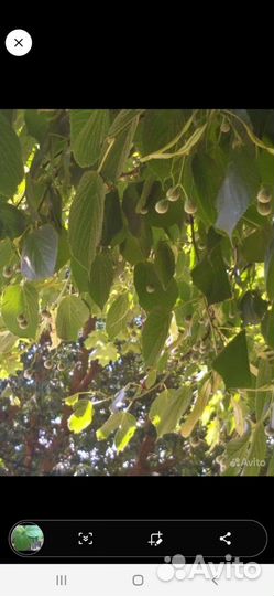 Саженцы деревьев для сада