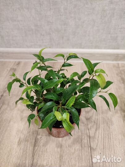 Фикус Бенджамина Наташа