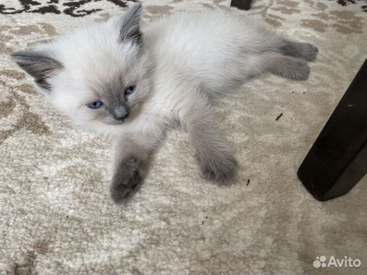 Котята от сиамского кота