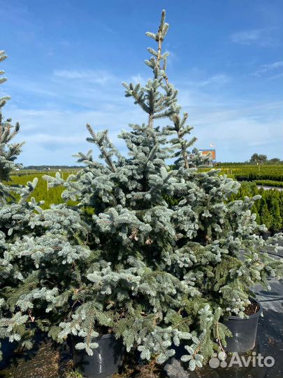 Ель / Сосна / Кедр осенняя зимняя посадка