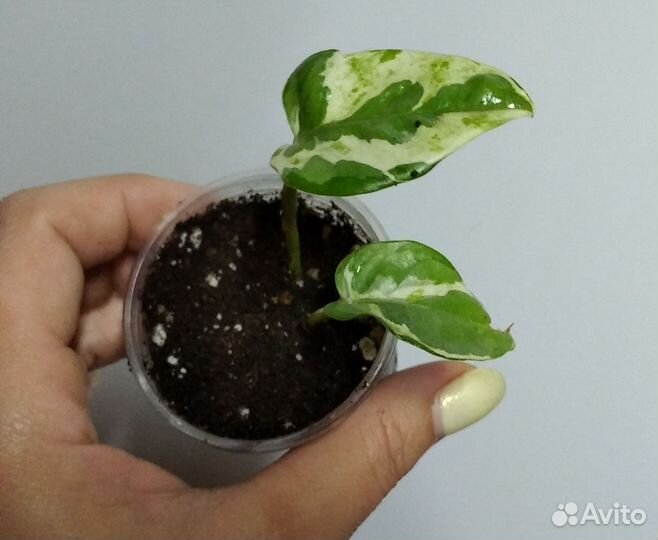 Сциндапсус Энджой