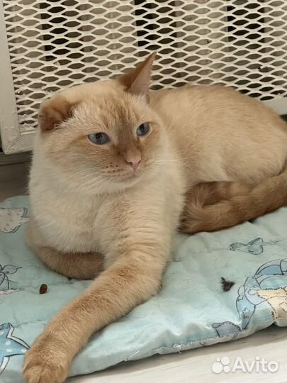 Котик Абрикос ищет дом