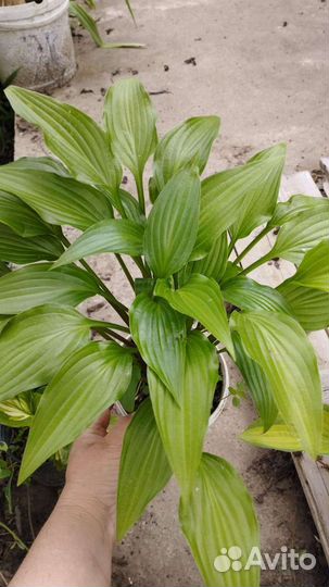 Хосты и гейхеры