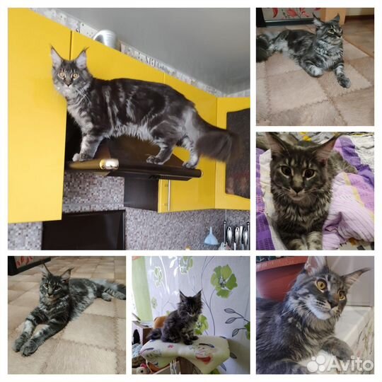 Кошки майкун