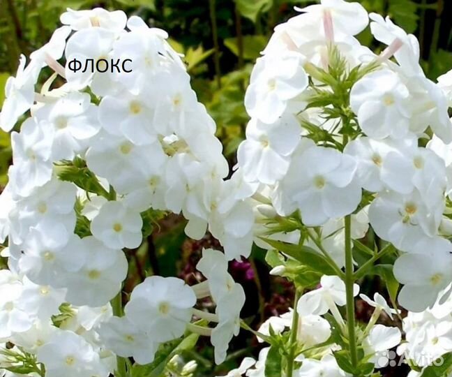 Многолетние растения