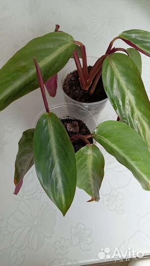 Строманта Maroon