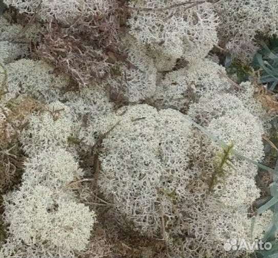 Мох сфагнум, боровой