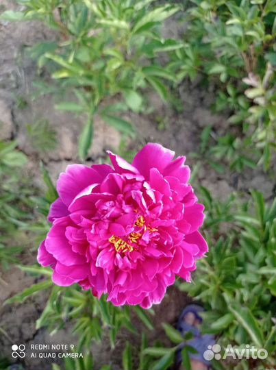 Пион цветущий