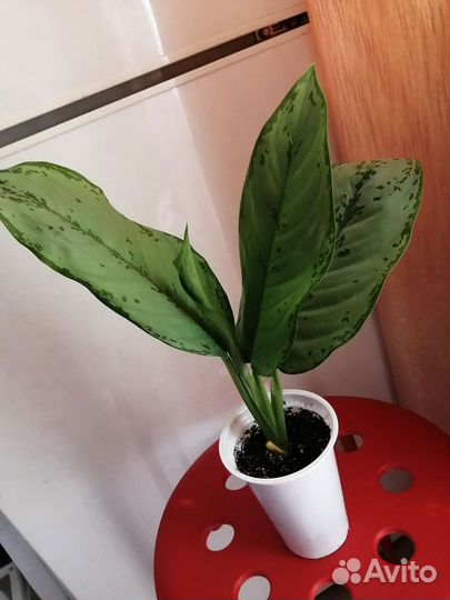 Аглаонемы разные