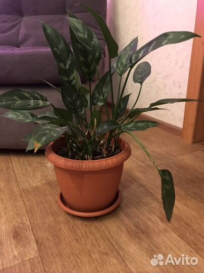 Продам комнатные растения