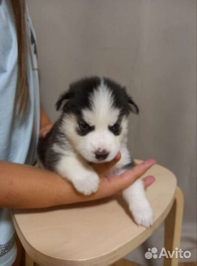 Хаски для вязки