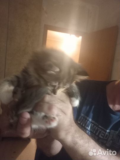 Отдам в добрые руки котят