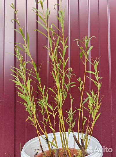 Черенки ивы американки