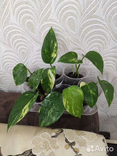 Сциндапсус золотистый