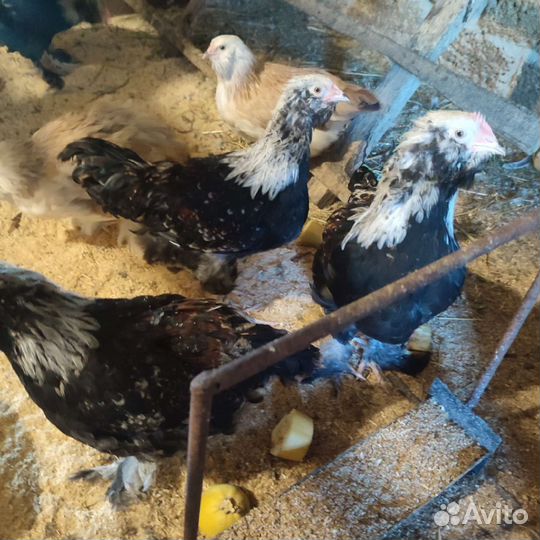 Куры породы фавероль лососевый