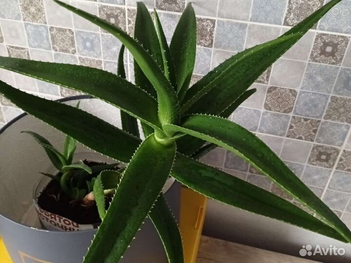 Комнатные цветы алоэ