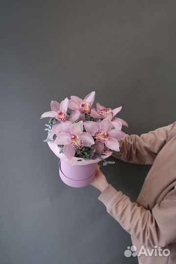 Орхидея фаленопсис