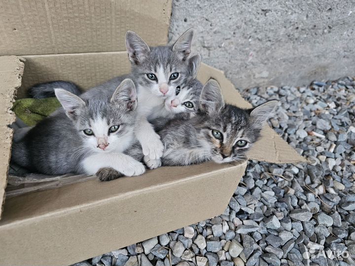 Кошки в добрые руки