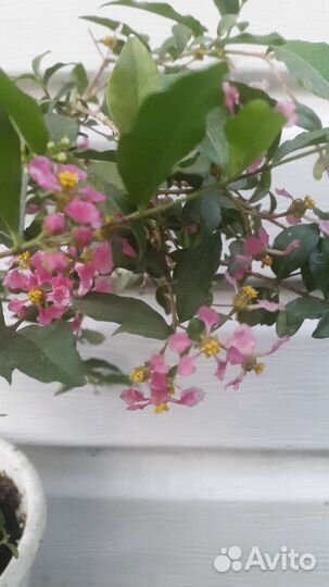 Экзотические растения Подробно в тексте объявления