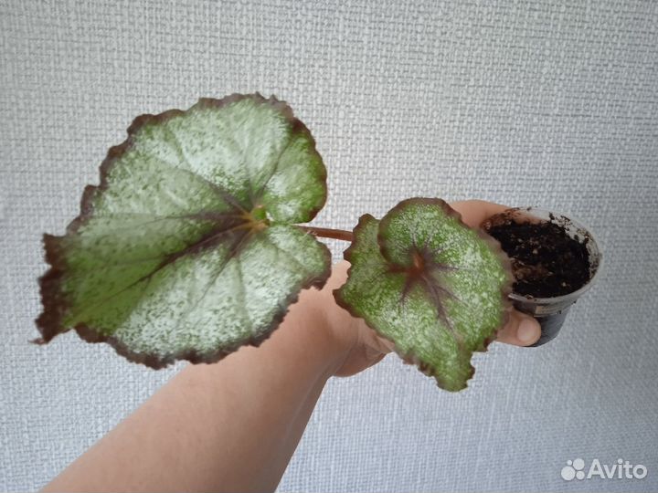 Бегония декоративно лиственная
