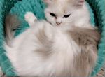Голубоглазая персидская кошка из приюта