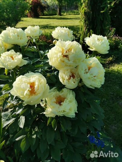 Пион Лемон Шиффон