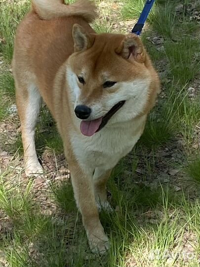 Вязка сиба ину