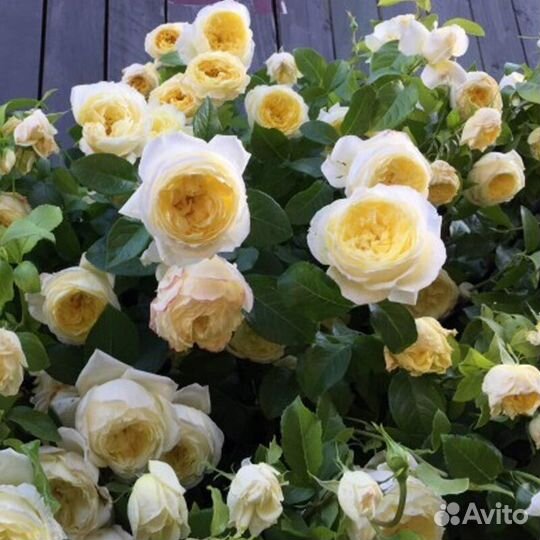 Роза Зоммергольд, Индиголетта, Флорентина