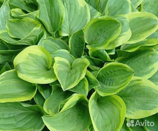 Хоста растение