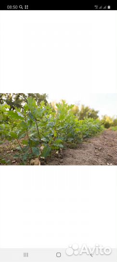 Дуб рассада 3 лет