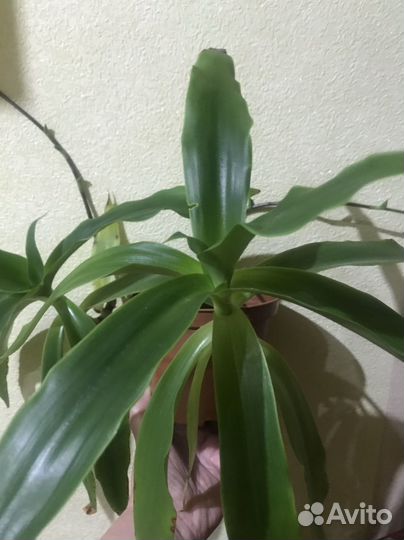 Комнатное растение, золотой ус ''