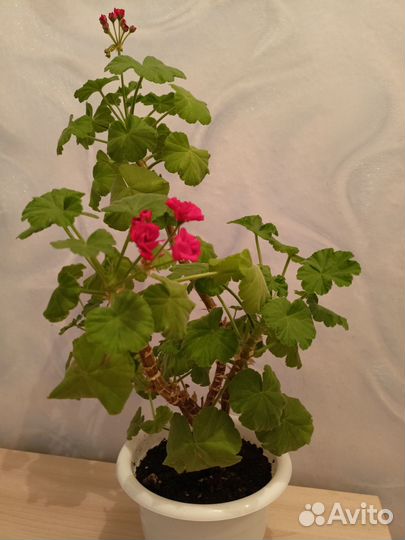 Комнатные растения