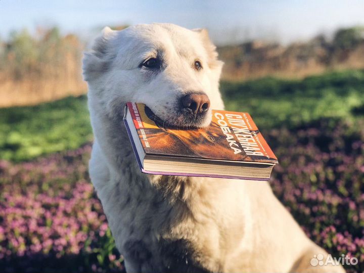 Дрессировка собак