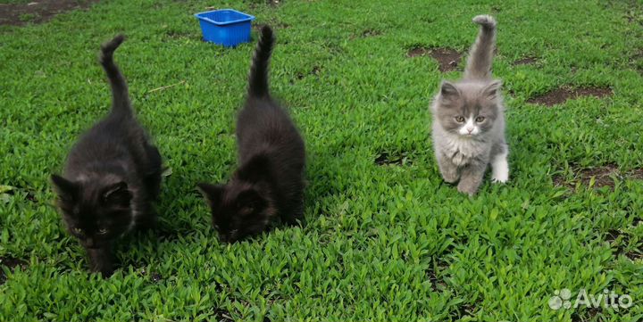 Кошка бесплатно