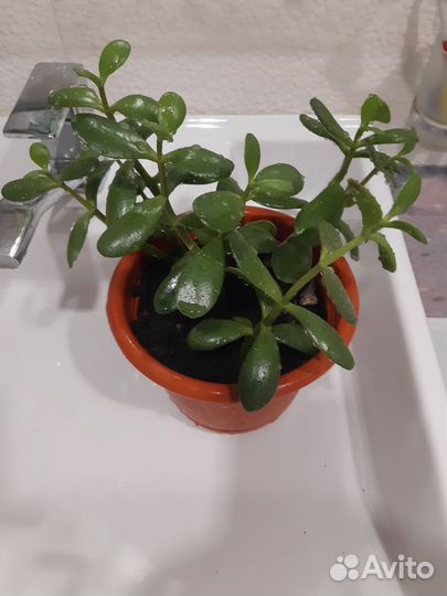 Денежное дерево - толстянка