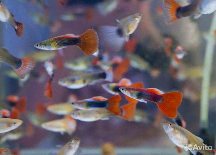 Рыбки гуппи