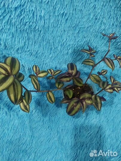 Традесканция