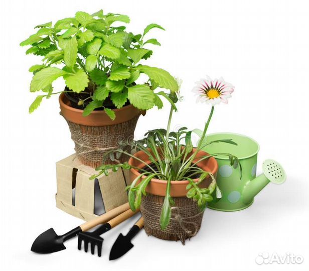 Растения обмен