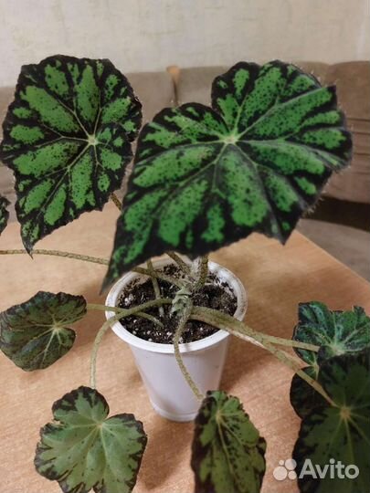 Бегония декоративно лиственная тигровая