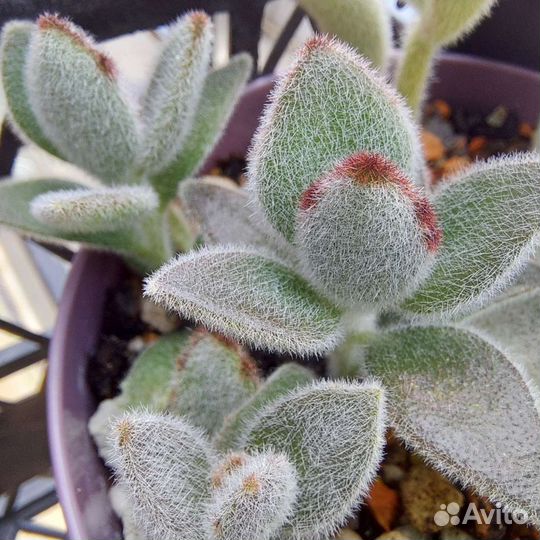 Суккуленты Каланхое, Седум