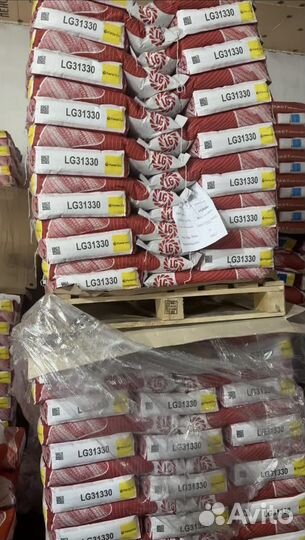 Семена кукурузы